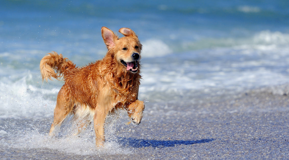 A trip to the beach is a treat for any dog who enjoys the sunshine after a quick dip!